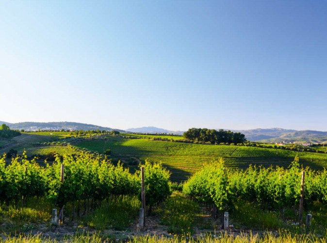 014_Lernidee Reisen_Portugal_Schoene Aussichten Touristik_Wein Douro-Tal - Sergey Peterman fotolia